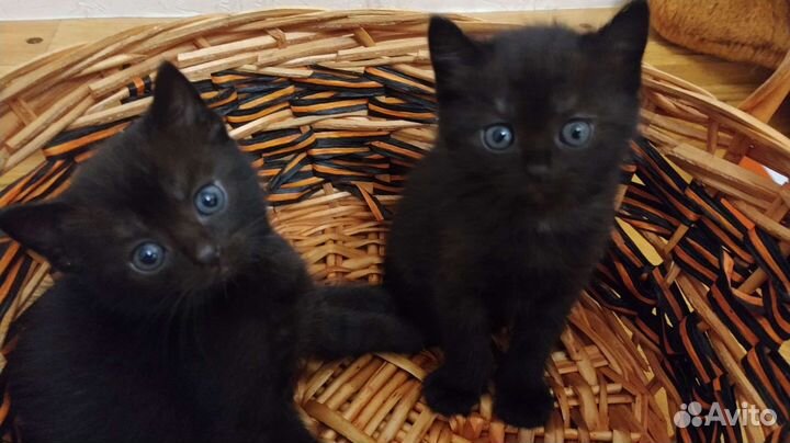 Британская