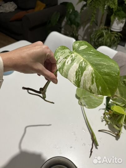 Монстера альба