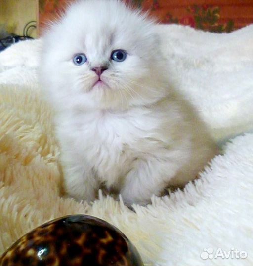 Серебристая шиншилла вислоушки