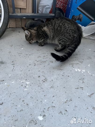 Отдам кошку