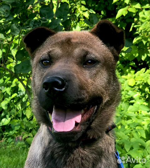 Кэнди метис шарпея 1,5 года ищет дом