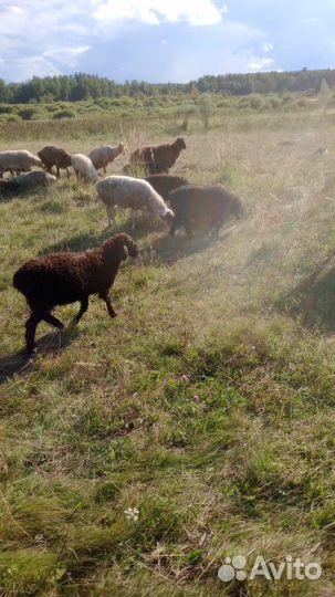 Мрс Овцы.Ярки.Ягнята.Бараны