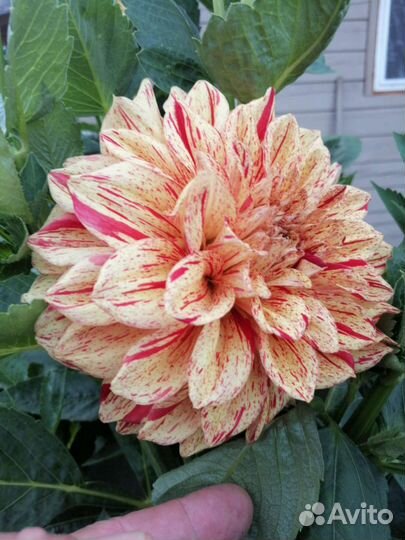 Георгин, клубни