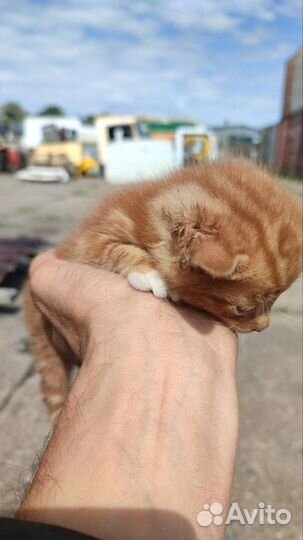 Котята ищут дом