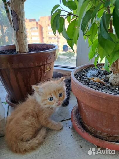 Крупный рыжик (из приюта)