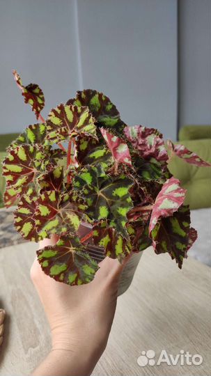 Тигровая бегония