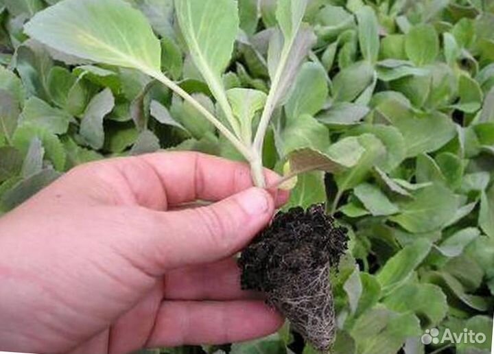 Рассада помидоры,огурцы,капуста,кабачки,цветы и тд