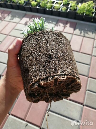 Саженцы лаванды узколистной