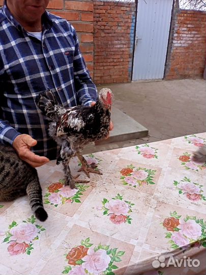 Молодые петухи