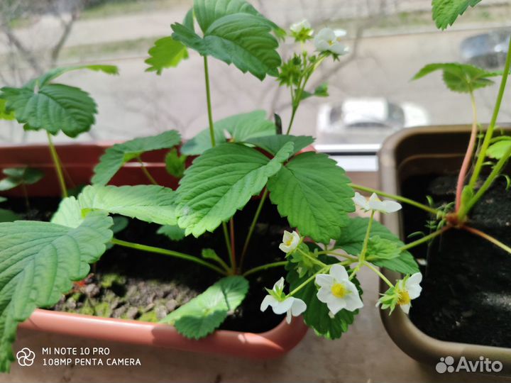 Белая клубника со вкусом ананаса