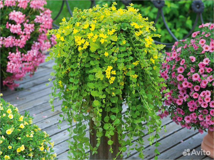 Вербейник монетчатый многолетний