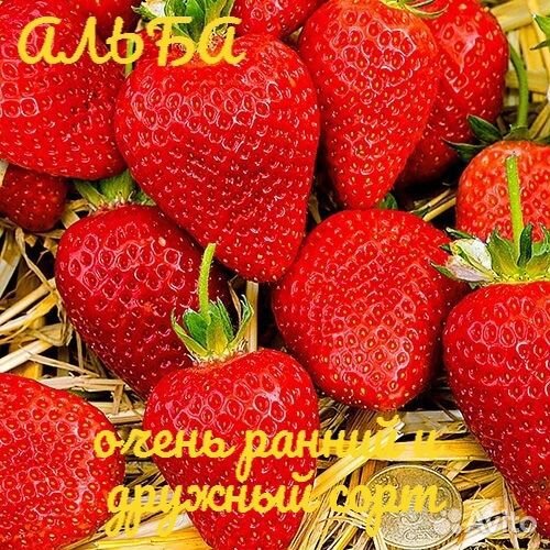 Клубника. Рассада Купчиха Кардинал Альба Эльвира