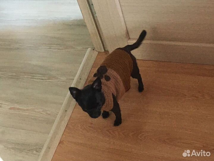 Свитер для маленькой собаки