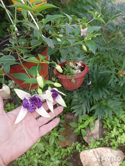 Фуксии сортовые