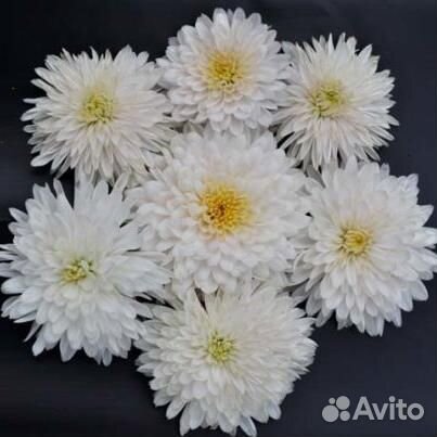 Хризантема корейская Панда Саженцы, Рассада