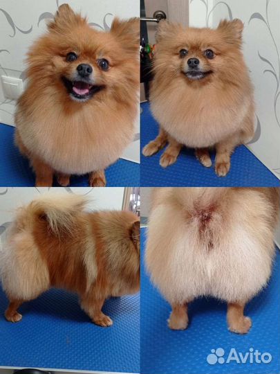 Грумминг собак