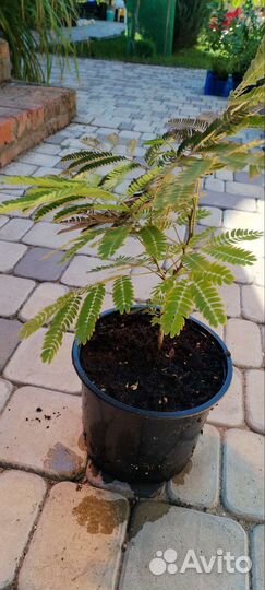 Альбиция ленкоранская