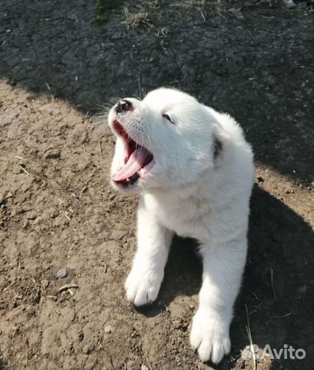 Собака алабай щенки