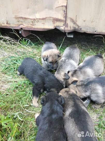 Собака в добрые руки щенок