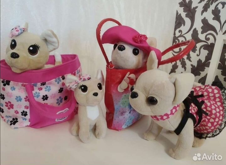 Собака Chi Chi love