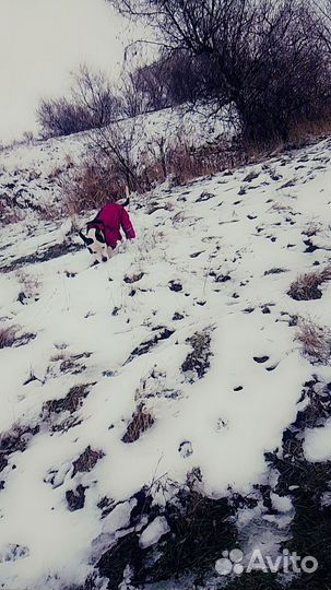 Вязка собак Пидбуля