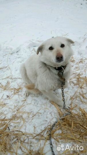 Белоснежная собака в добрые руки