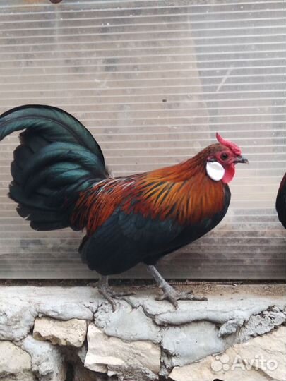 Молодые петухи