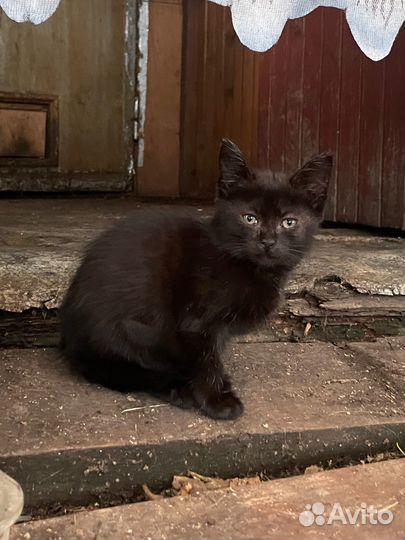 Котенок черный