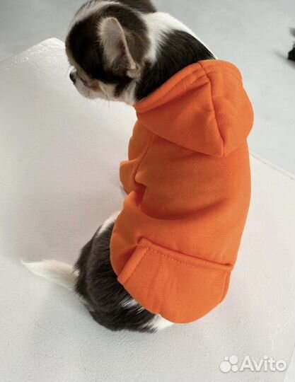 Одежда для собак мелких пород