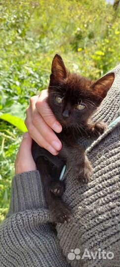 Котята в добрые руки бесплатно кошка кот котики