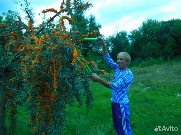 Продам облепиху