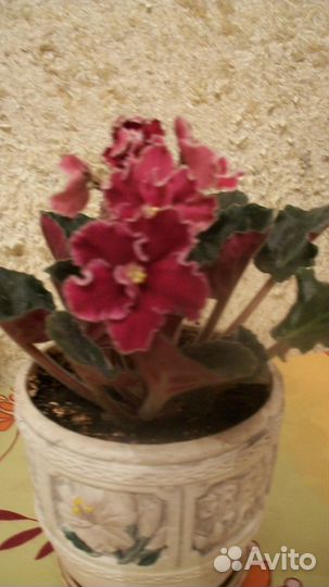 Фиалки, молодые розетки (в пластиковых стаканчиках