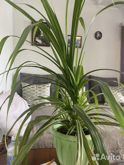 Пальма панданус