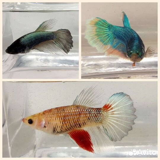 Рыбка петушок самка