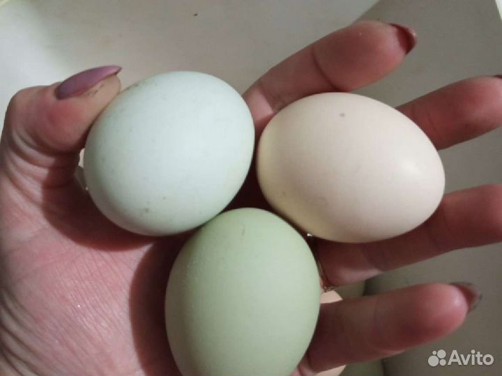 Домашние куриные яйца