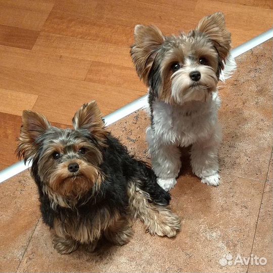 Передержка собак