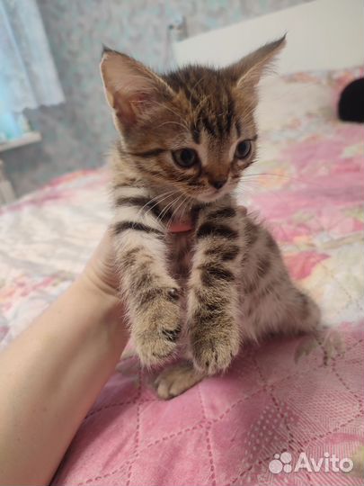 Киска Анфиска