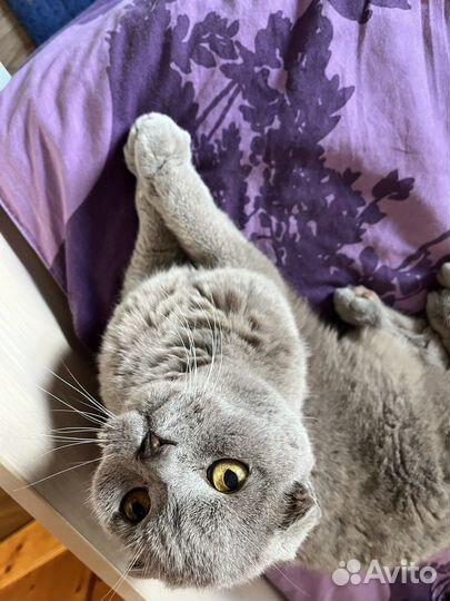 Британский кот в добрые руки