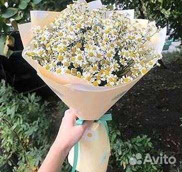 Цветы ромашки