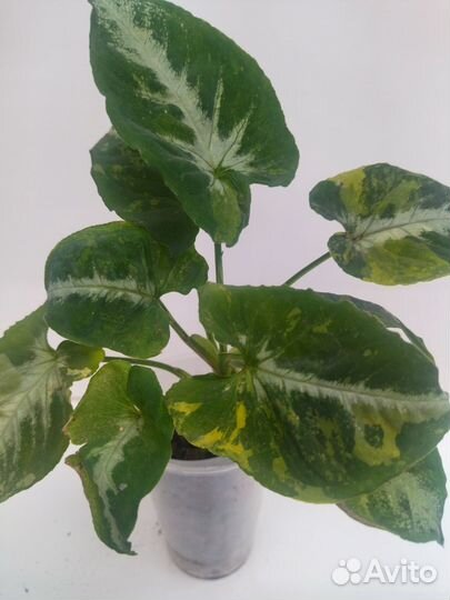 Сингониум, филодендроны