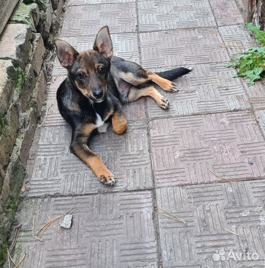 Щенки в добрые руки