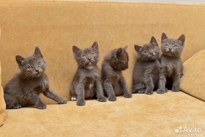 Котята в добрые руки бесплатно