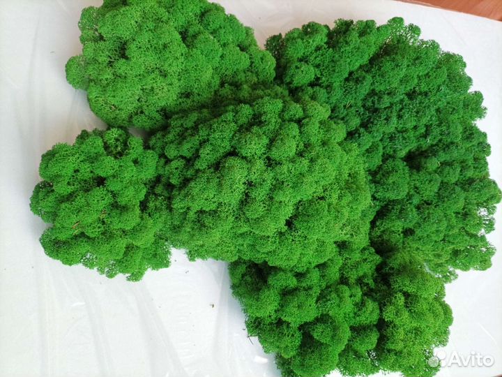 Мох Ягель стабилизированный 1 кг