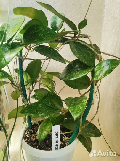 Хойя, эписция