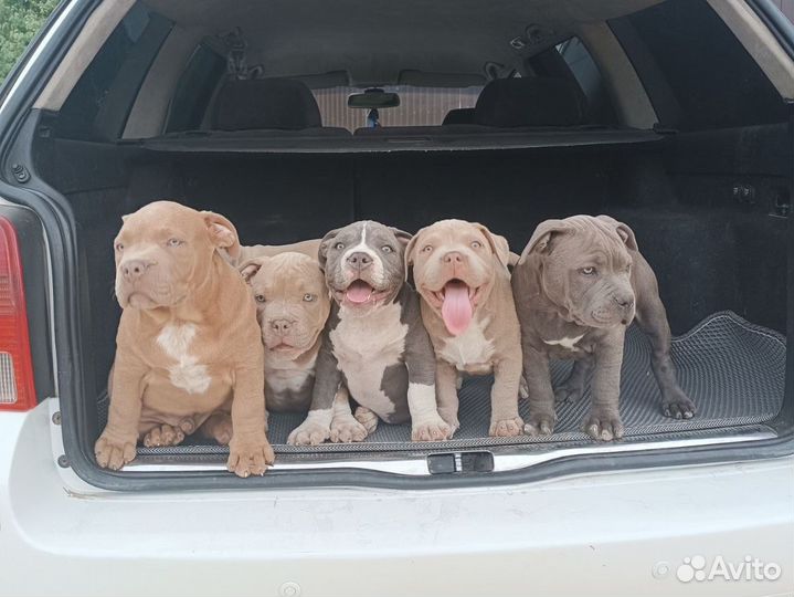 Американский булли покет