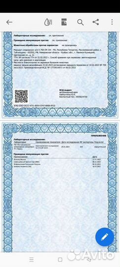 Молодка Родонит 3мес