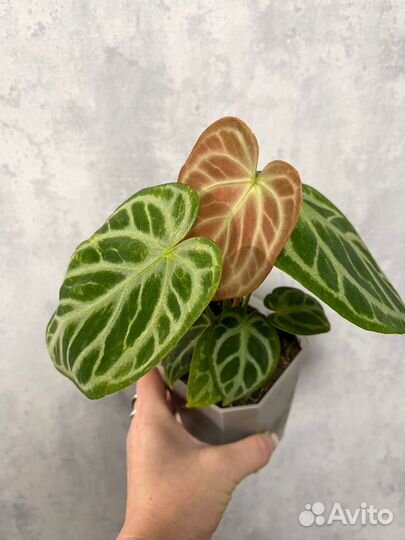 Антуриум Кристаллинум