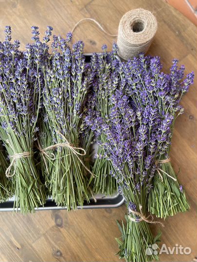 Лаванда сухоцвет