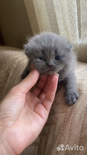 Шотландские котята