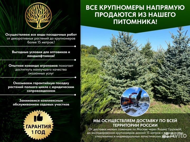 Туя